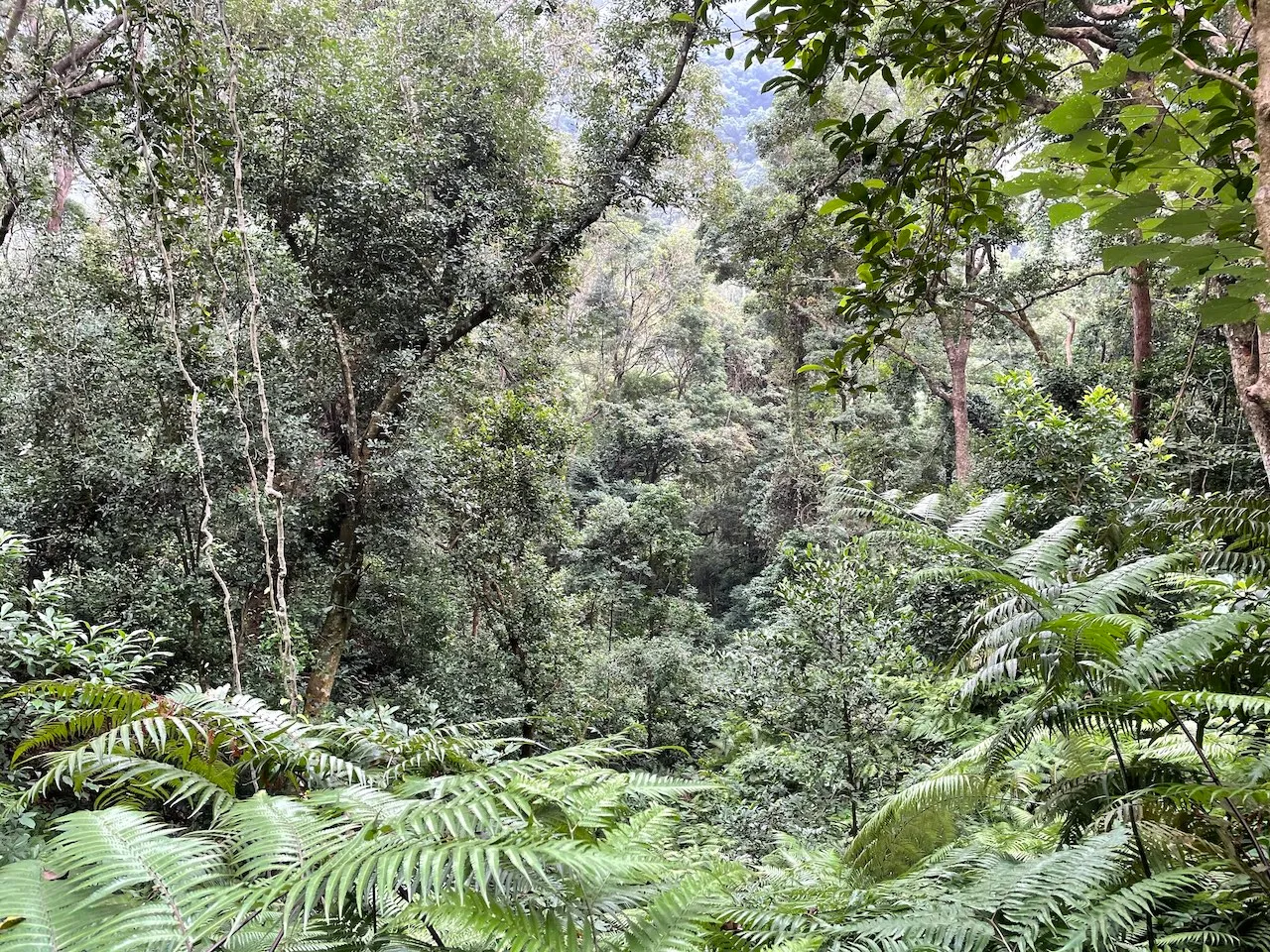 Trees everywhere in the Tai Po Kau forest hike